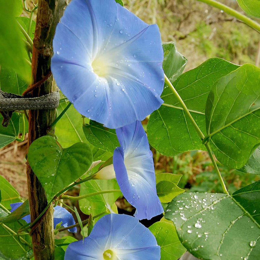 morning glory seed hallucination Heavenly Blue Morning Glory Seeds