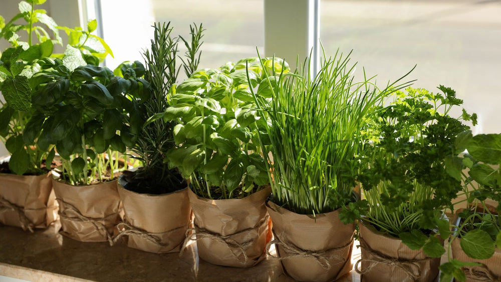 sensitive house plants Sensitive Plant – Botanical Interests