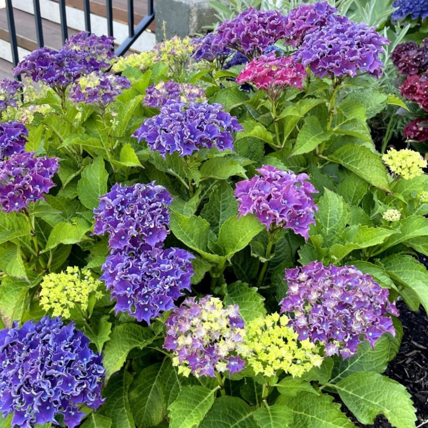 lavender hydrangea plant Frill Ride Hydrangea