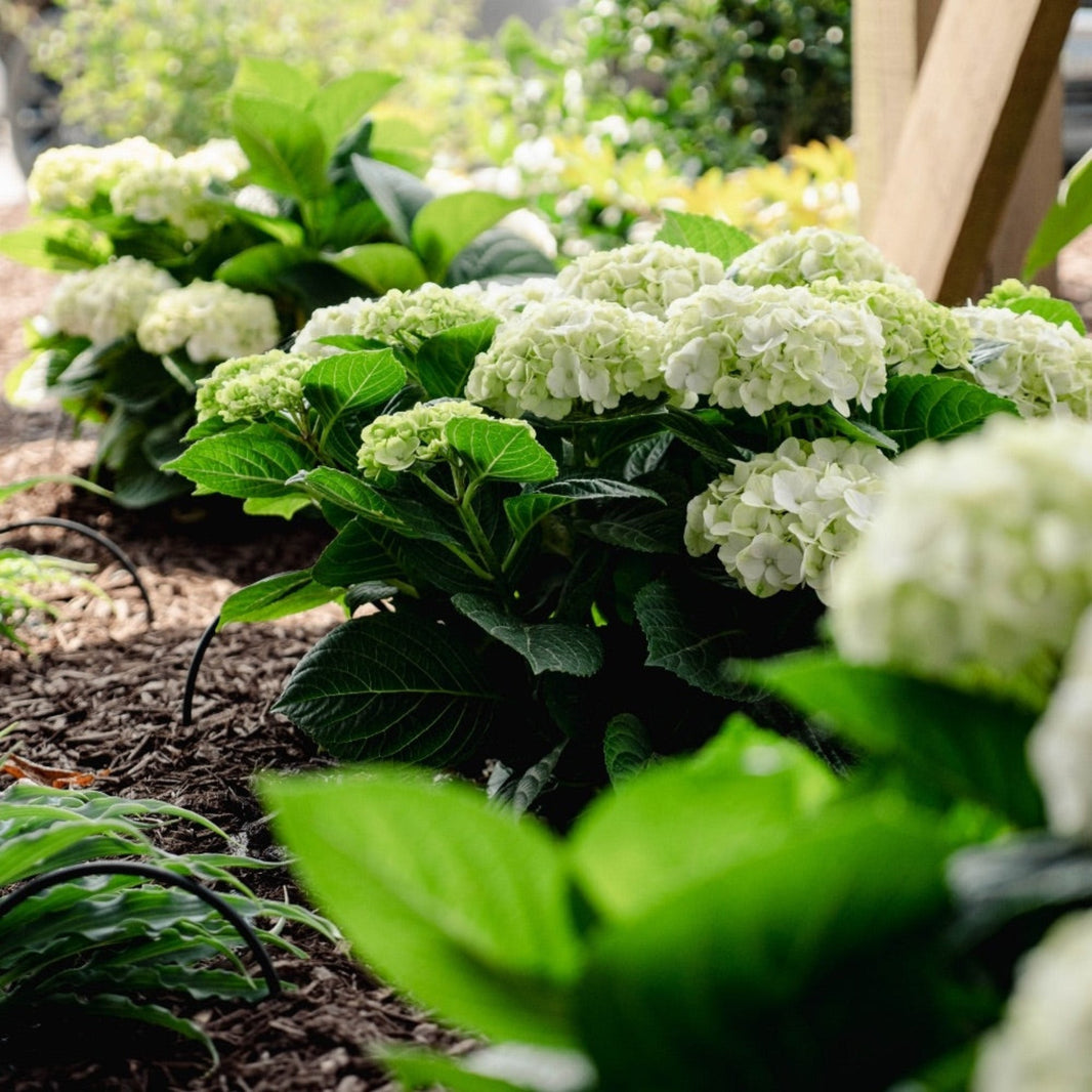 Hydrangea – Botanical Interests