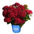 Cherry-Go-Round® Reblooming Hydrangea
