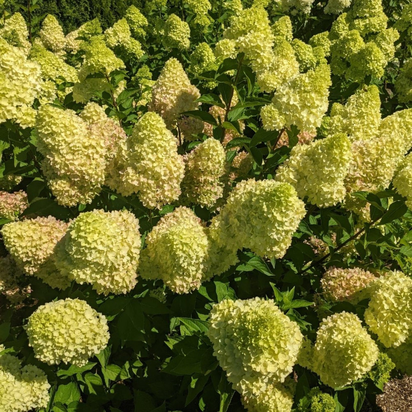 Dragon Baby™ Hydrangea – Botanical Interests
