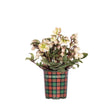 Ivory Prince Hellebore