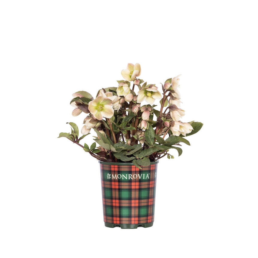Ivory Prince Hellebore