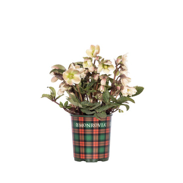 Ivory Prince Hellebore