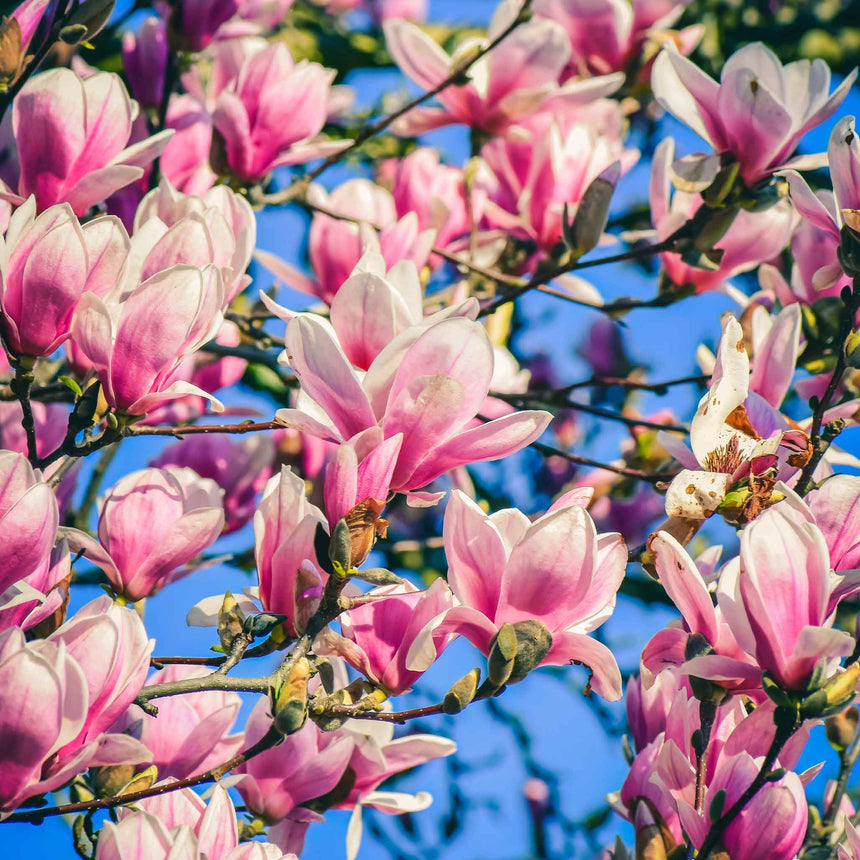 Jane Magnolia