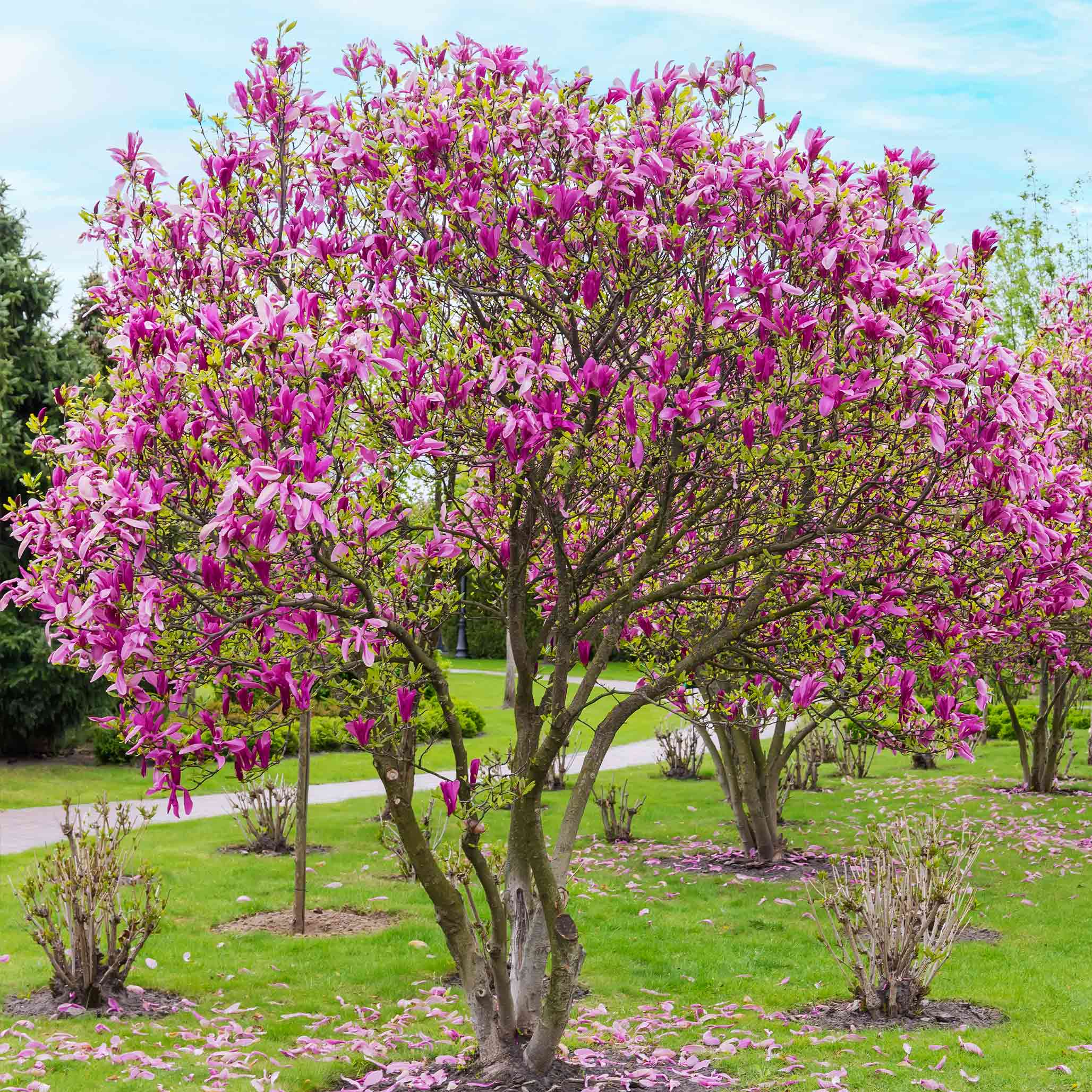 Jane Magnolia – Botanical Interests