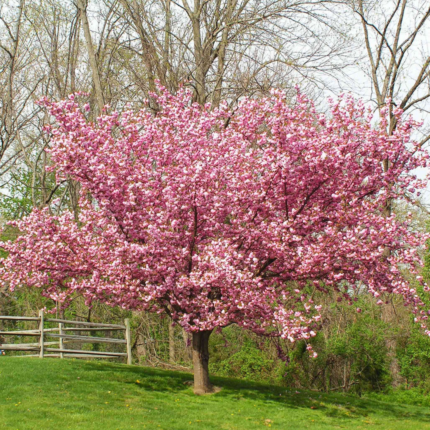 Kwanzan Flowering Cherry Tree