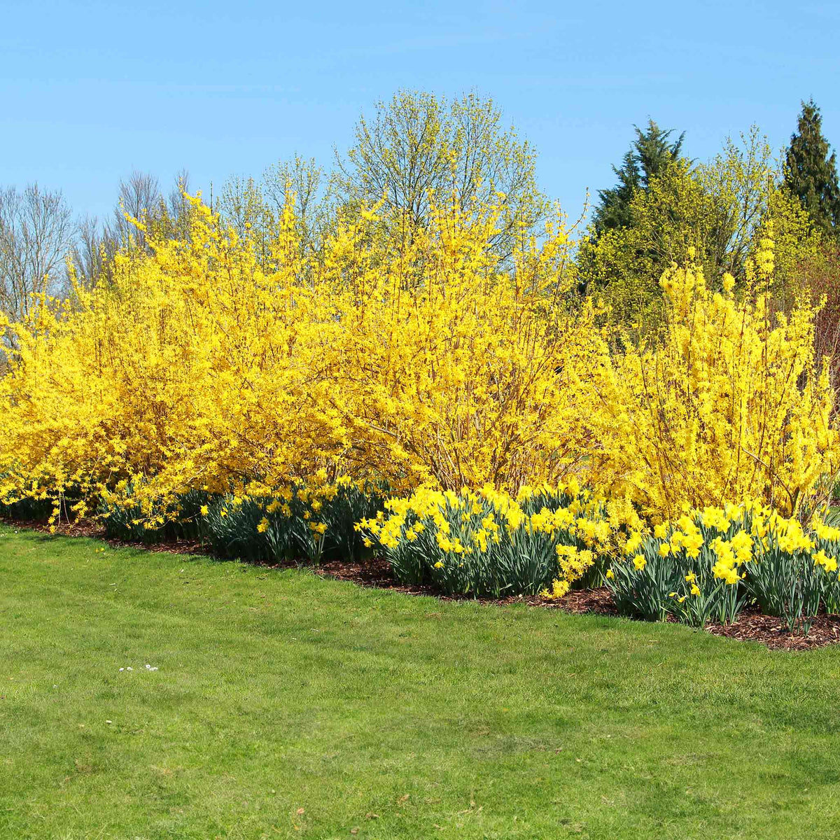A dense hedge row of Lynwood Gold forsythia shrubs covered in bright yellow blossom along their bare branches, planted above a border of yellow daffodils, with a mown lawn in front and trees behind.