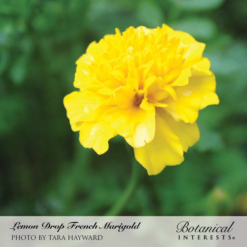 lemon marigold seeds Lemon Drop French Marigold Seeds