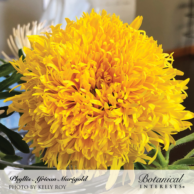 african marigold seeds for sale Phyllis African Marigold Seeds