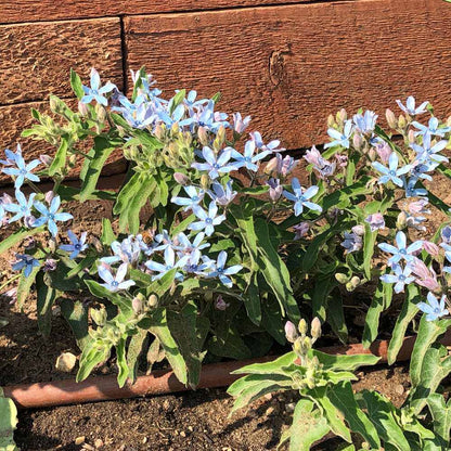 Tweedia Milkweed/Butterfly Flower Seeds