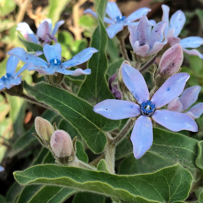 Tweedia Milkweed/Butterfly Flower Seeds