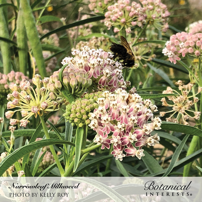 Narrowleaf Milkweed/Butterfly Flower Seeds