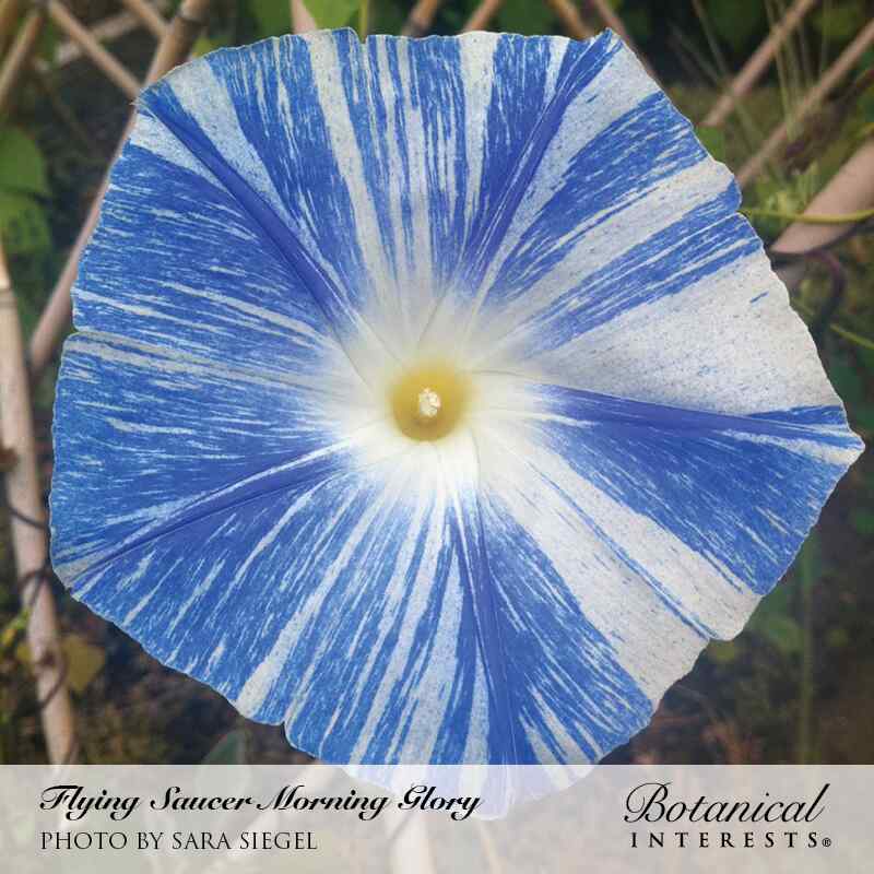 flying saucer plant Flying Saucer Morning Glory Seeds