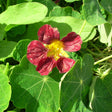 Purple Emperor Trailing Nasturtium Seeds