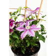 Dr. Ruppel Clematis