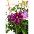 Dr. Ruppel Clematis