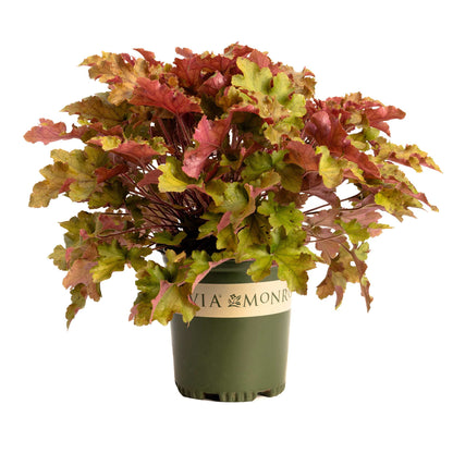 Marmalade Heuchera