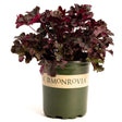 Balboa Sunset® Heuchera