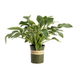 Francee Hosta