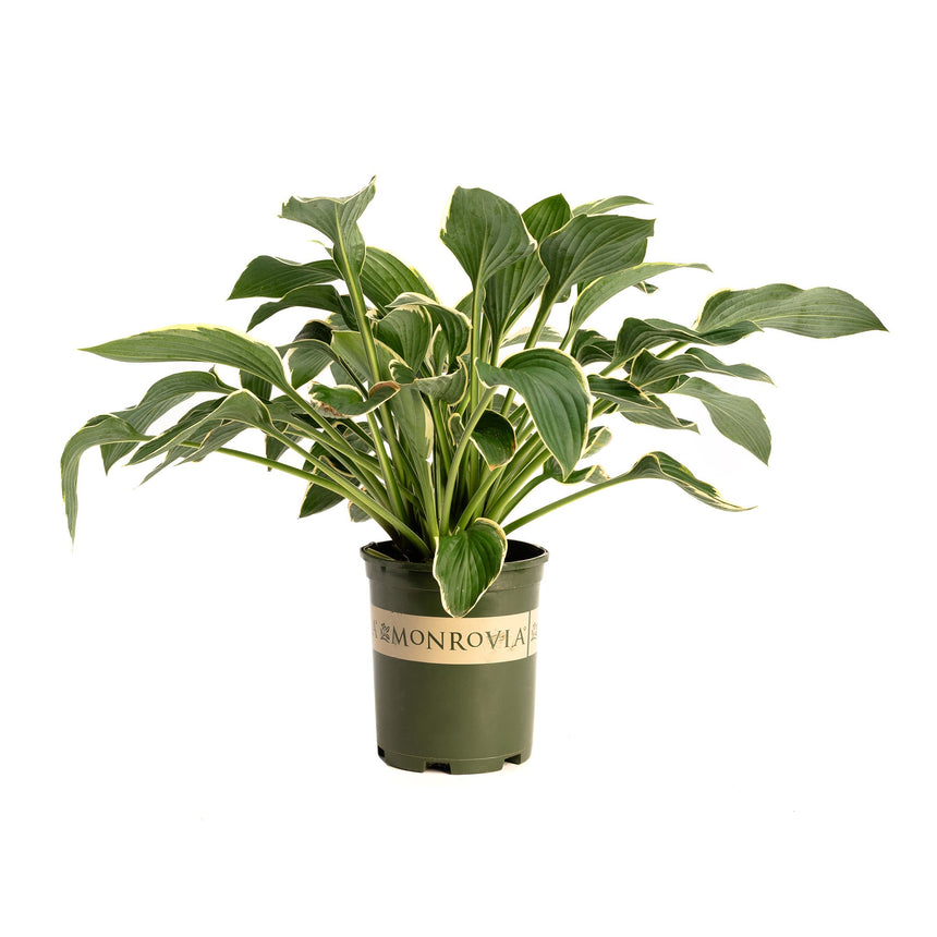 potted hosta plants for sale Francee Hosta – Botanical Interests