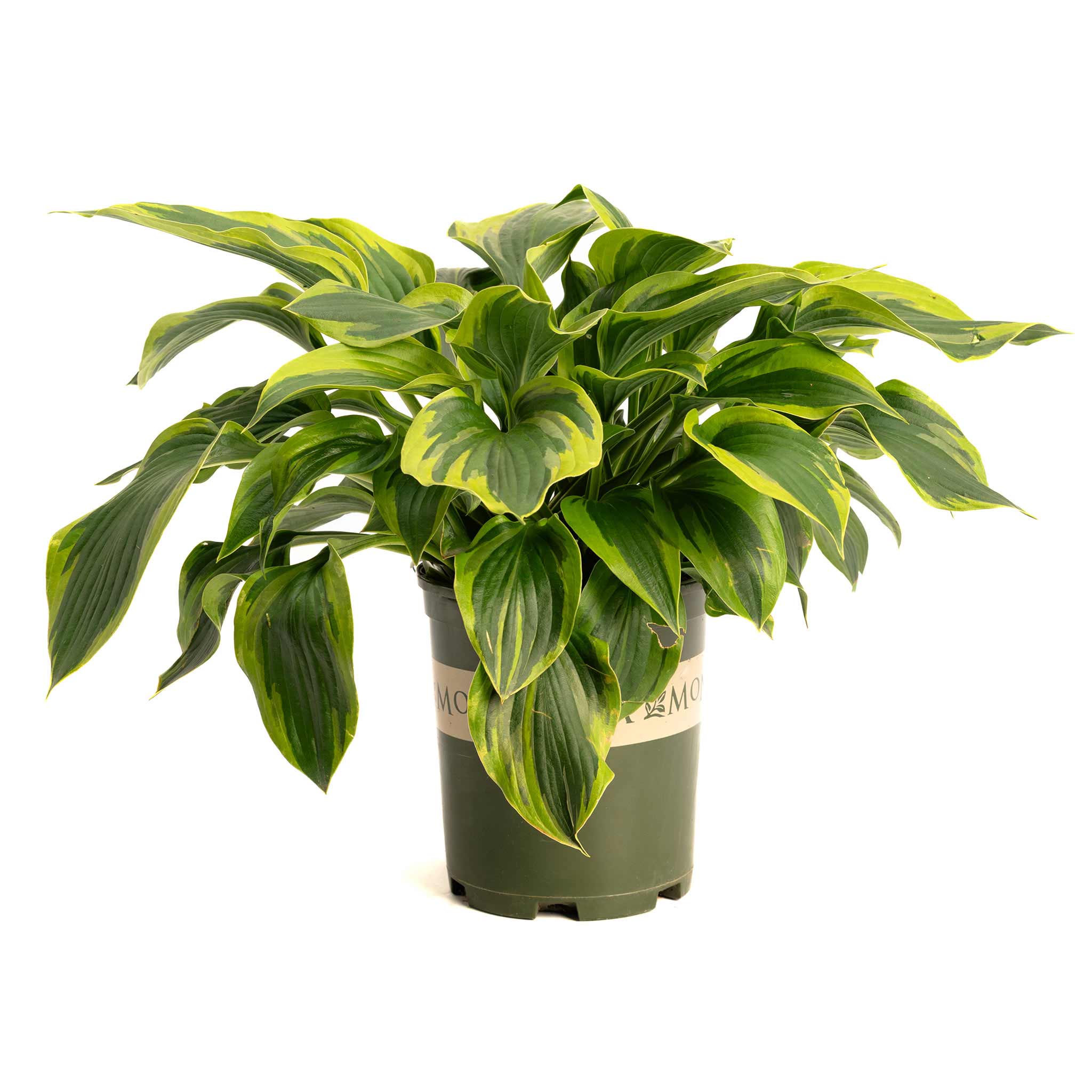 Botanical Interests Patriot Hosta