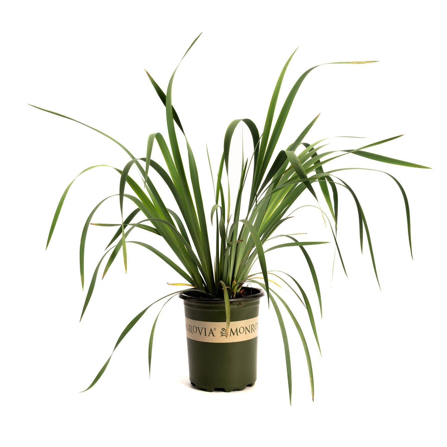 Butter & Sugar Siberian Iris