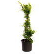 Carolina Jasmine