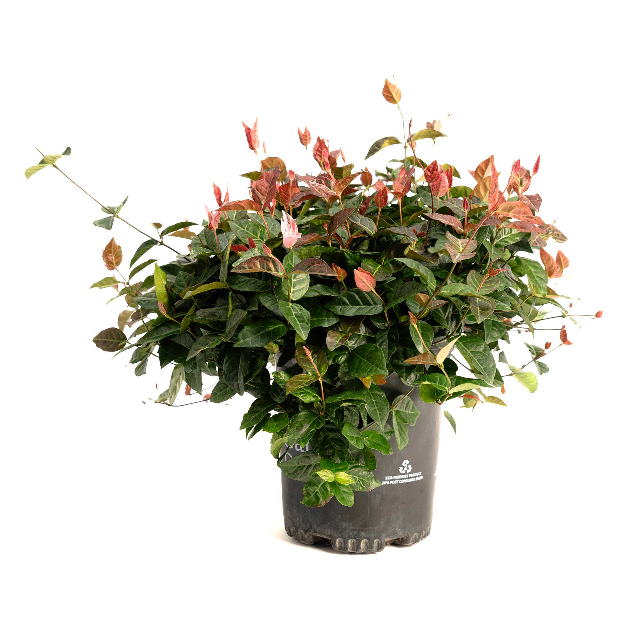 Snow-N-Summer™ Asiatic Jasmine – Botanical Interests