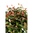 Snow-N-Summer™ Asiatic Jasmine