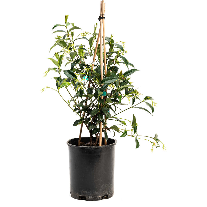 Star Jasmine