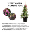 Peggy Martin Climbing Rose