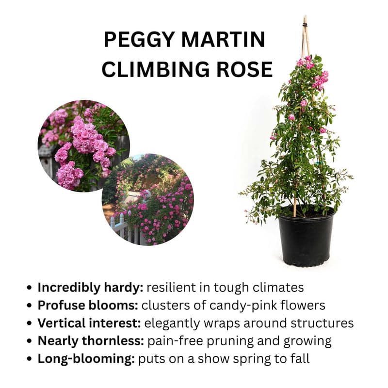 Peggy Martin Climbing Rose