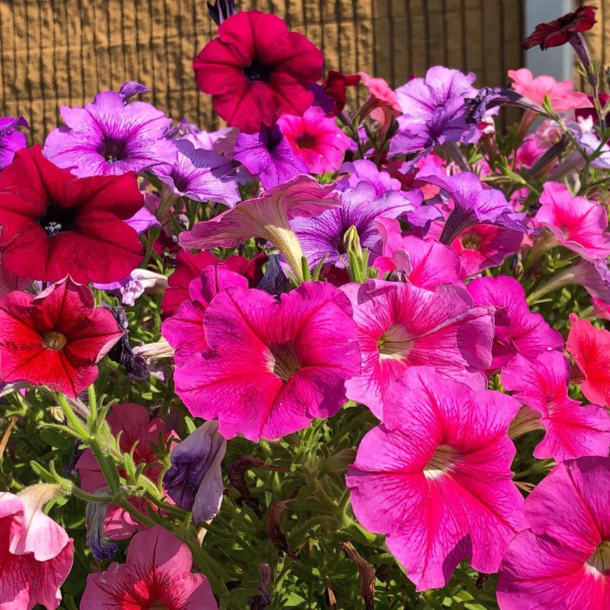 petunia seed planting depth Garden Party Blend Petunia Seeds