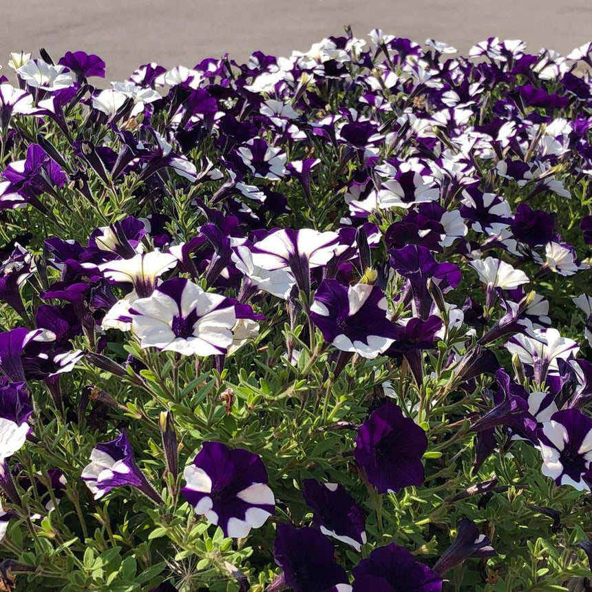 wave petunia flower seeds Shock Wave Purple Tie Dye Petunia Seeds – Botanical Interests