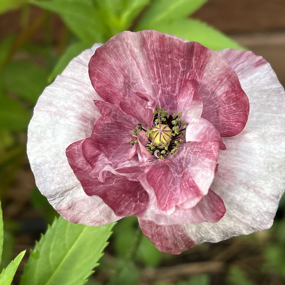 Pandora Poppy Seeds – Botanical Interests