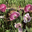 Pandora Poppy Seeds