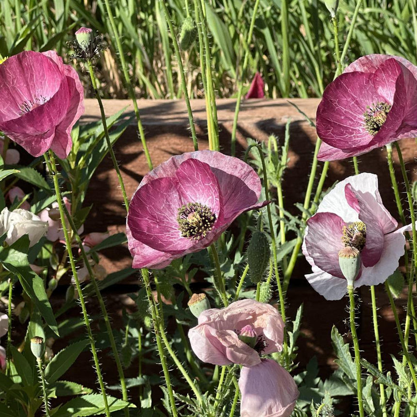 poppy seeds plants Pandora Poppy Seeds