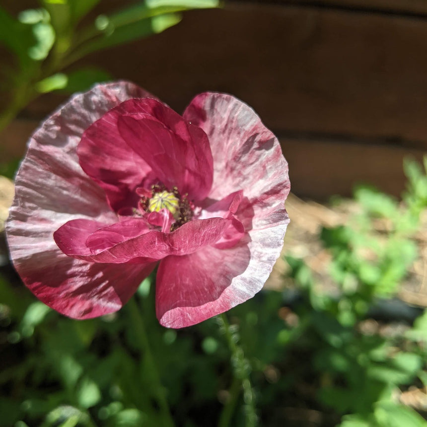 poppy seed flower Pandora Poppy Seeds