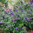 Pugster Blue® Butterfly Bush