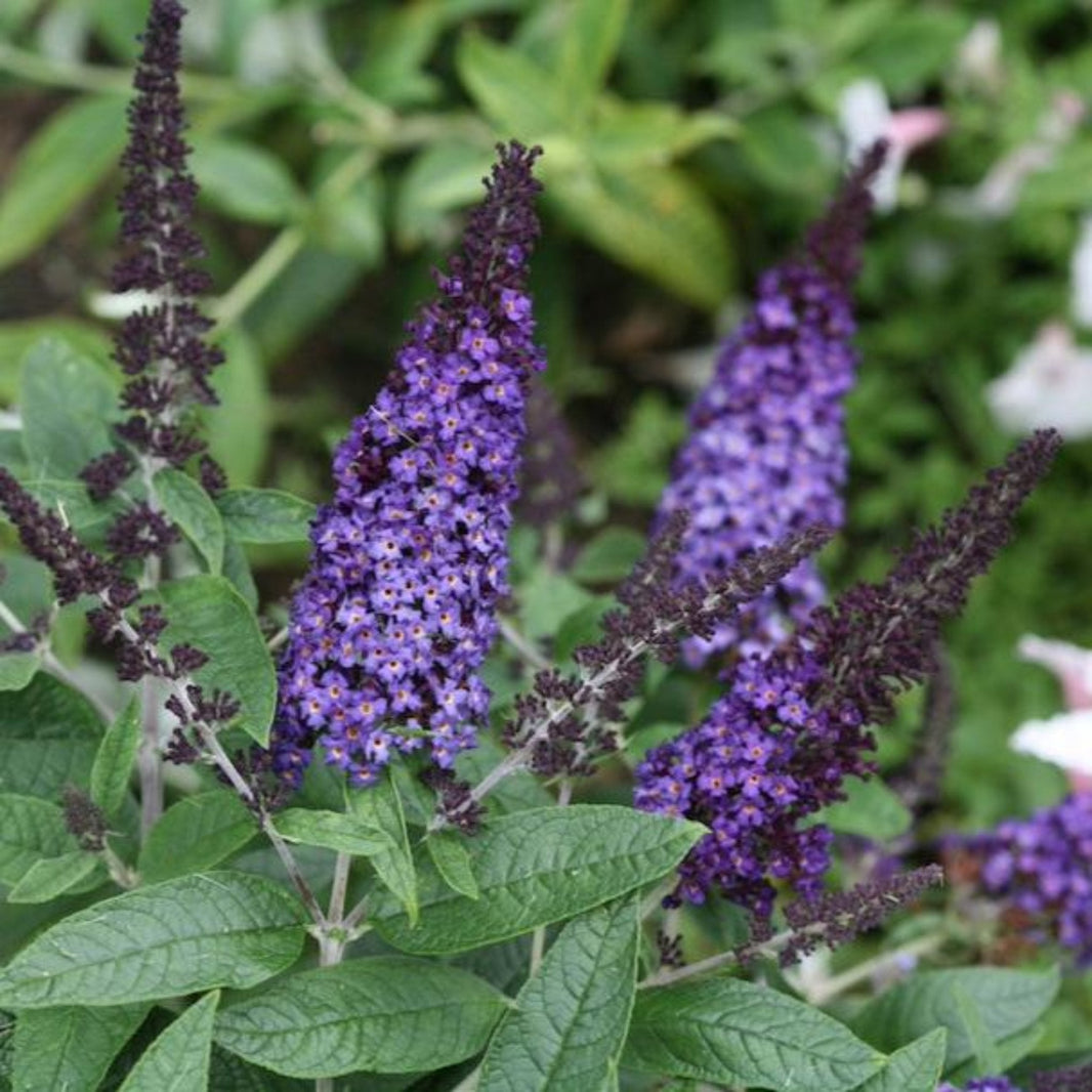 Butterfly Bush – Botanical Interests