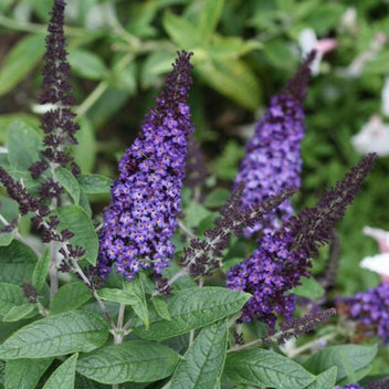 Butterfly Bush – Botanical Interests