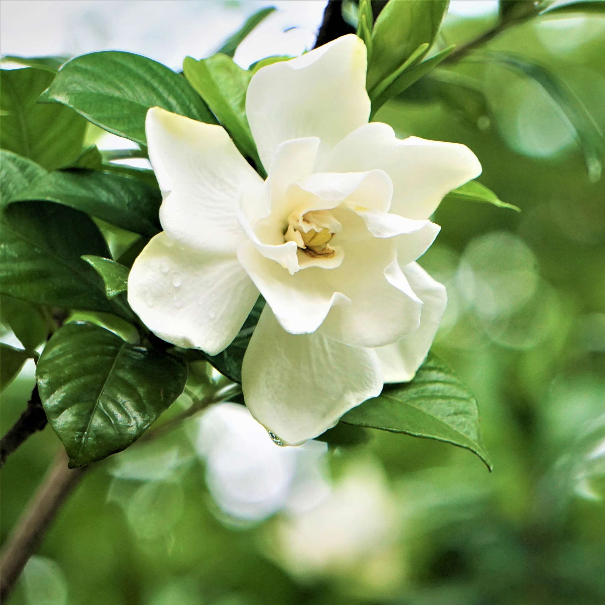 Gardenia Botanical Interests