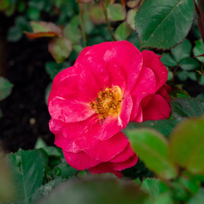 plants love cinnamon Cinnamon Hearts Rose