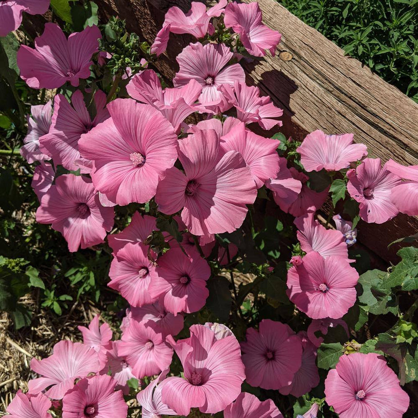 Pink Rose Mallow Seeds