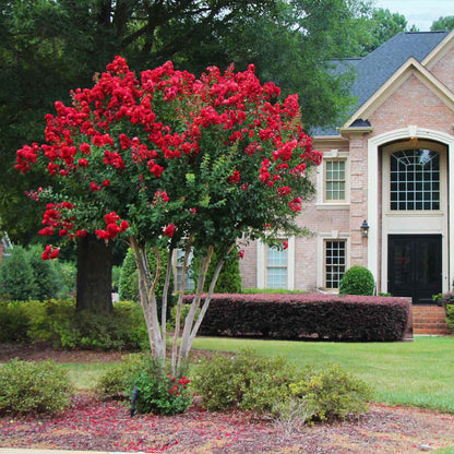 Scarlet Colorama™ Crape Myrtle