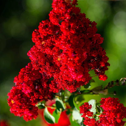 Scarlet Colorama™ Crape Myrtle
