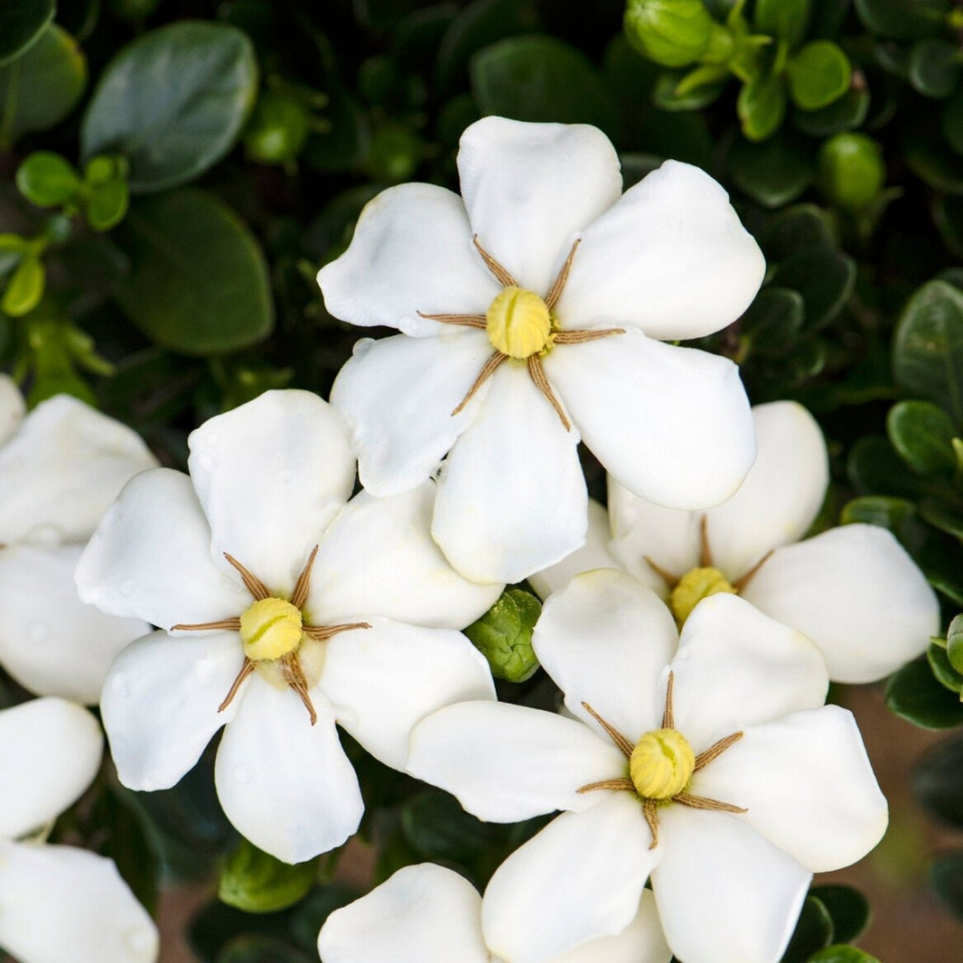 Gardenia Botanical Interests