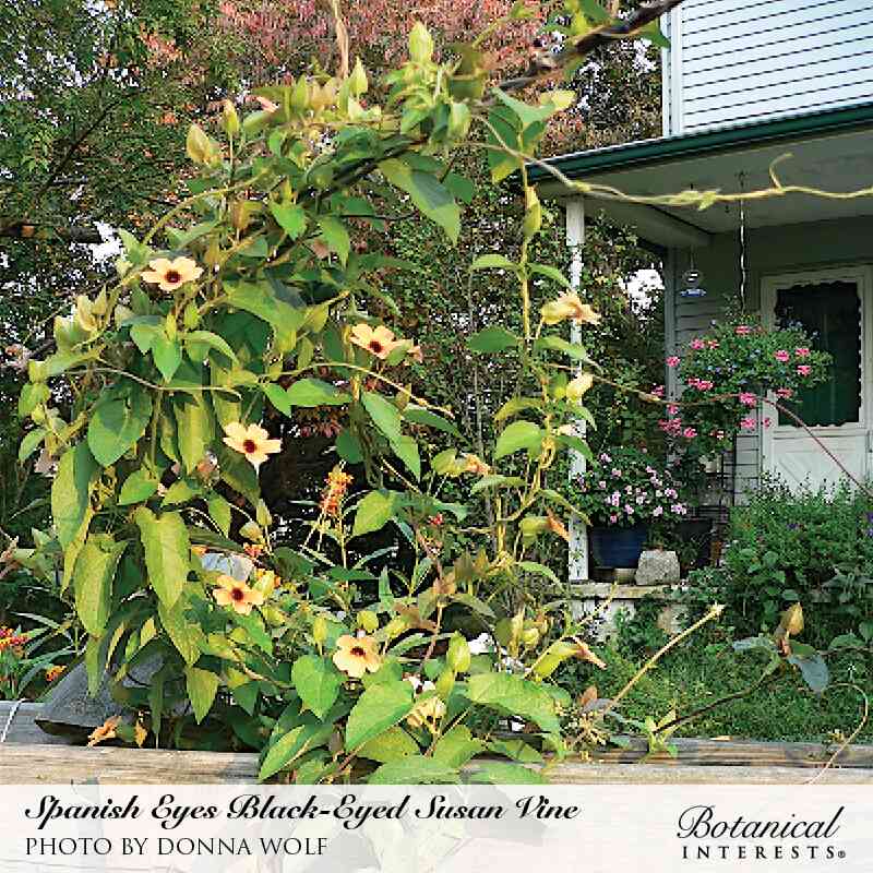 planting black eyed susan vine seeds Black-Eyed Susan Vine Seeds